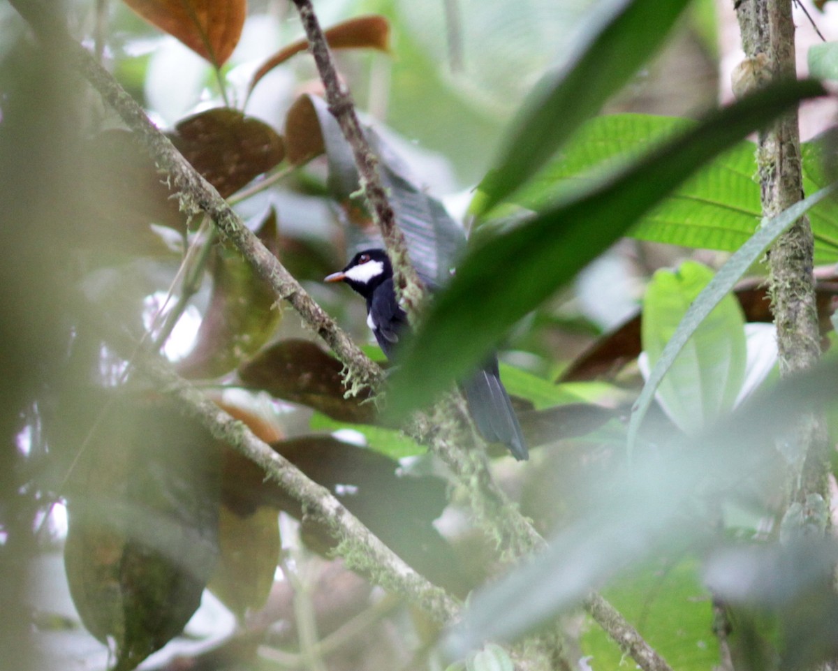 Black Solitaire - ML637763503