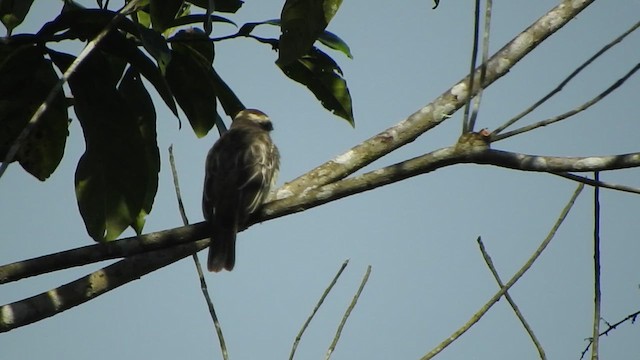 Variegated Flycatcher - ML637763552