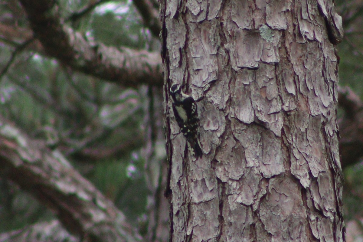 Downy Woodpecker (Eastern) - ML637763564