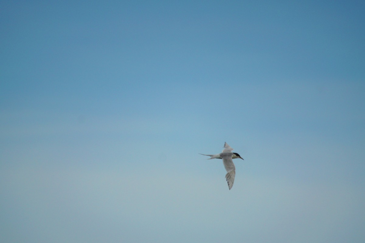 Forster's Tern - ML637763603