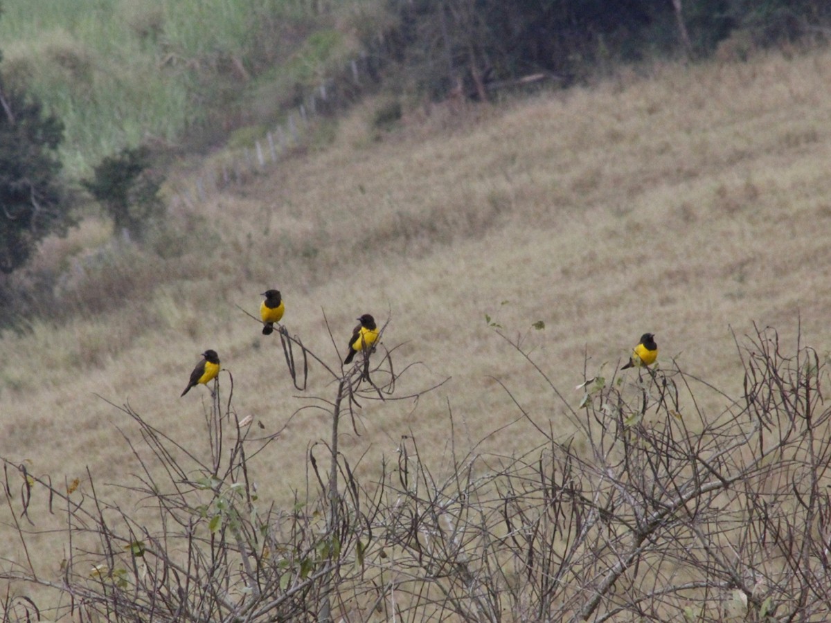 Yellow-rumped Marshbird - ML637763619