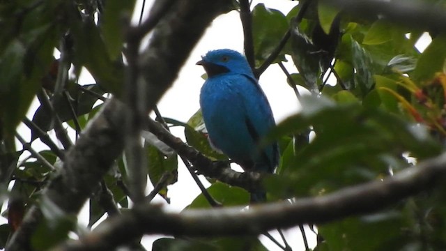 Plum-throated Cotinga - ML637763624
