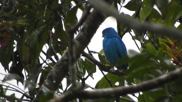 Plum-throated Cotinga - ML637763627