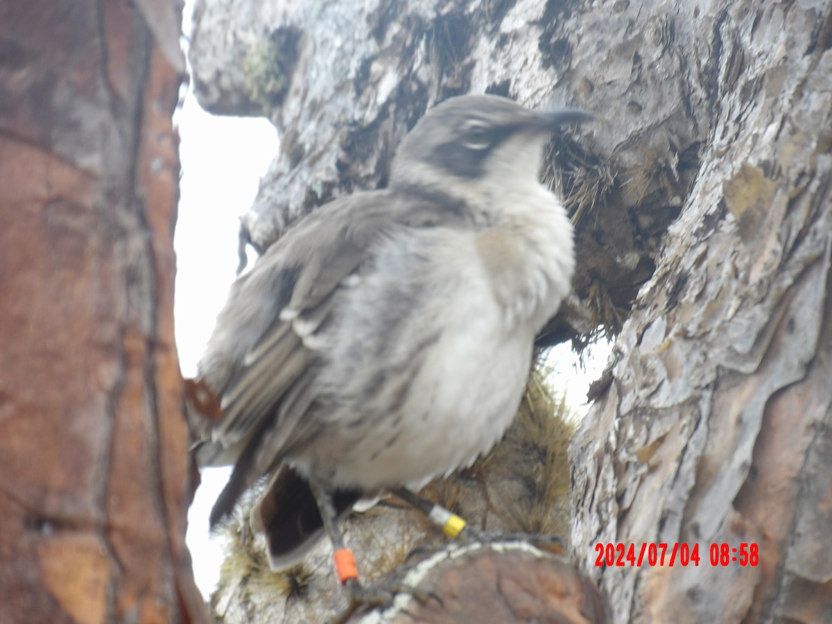 Galapagos Mockingbird - ML637763637