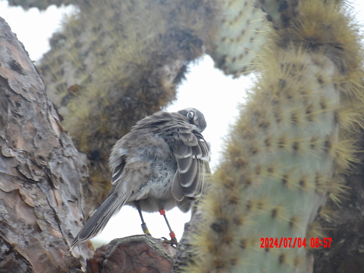 Galapagos Mockingbird - ML637763638