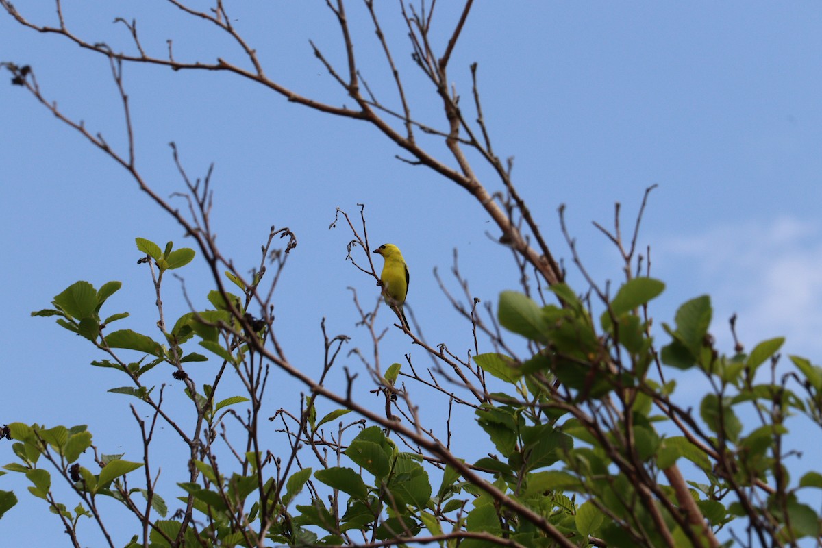 American Goldfinch - ML637763647