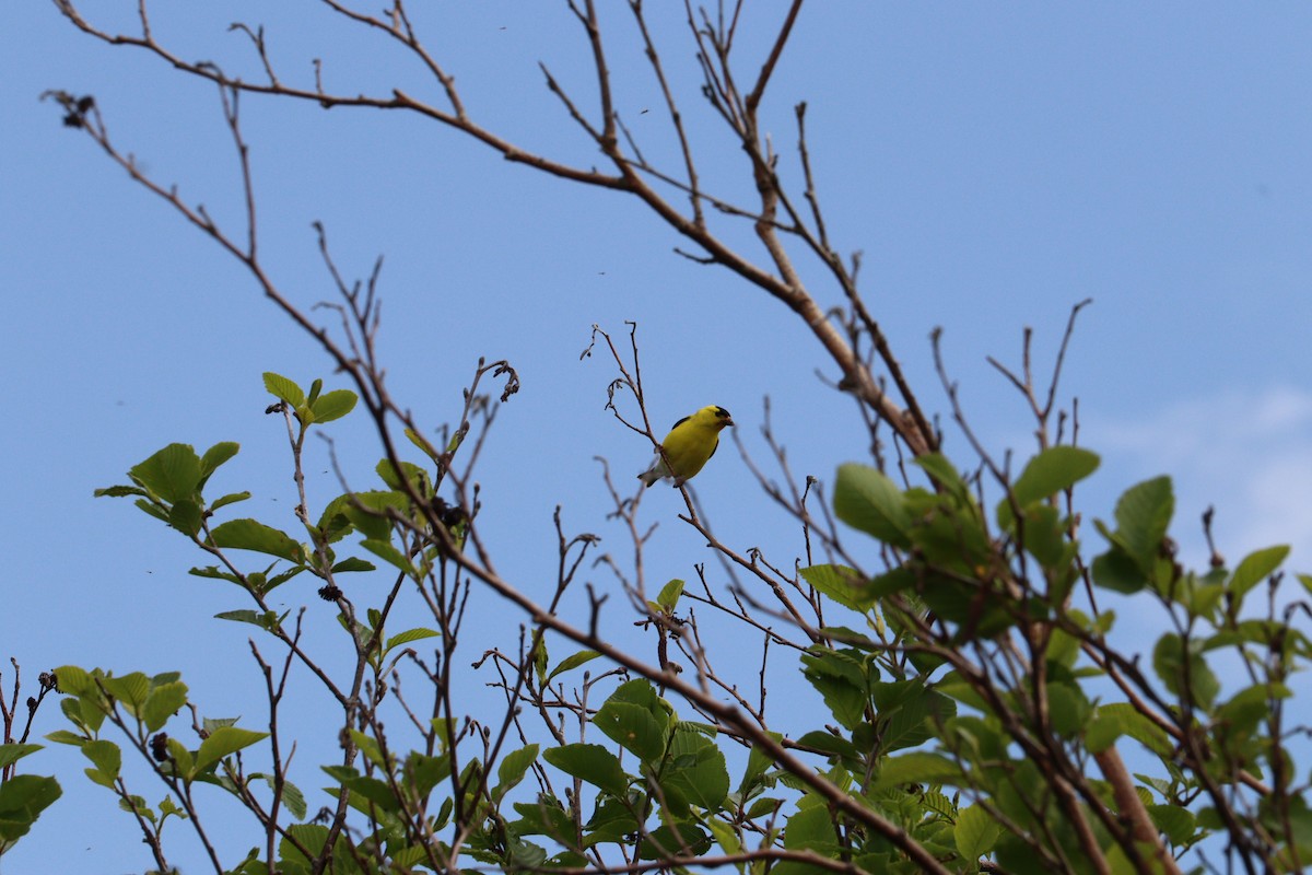 American Goldfinch - ML637763648