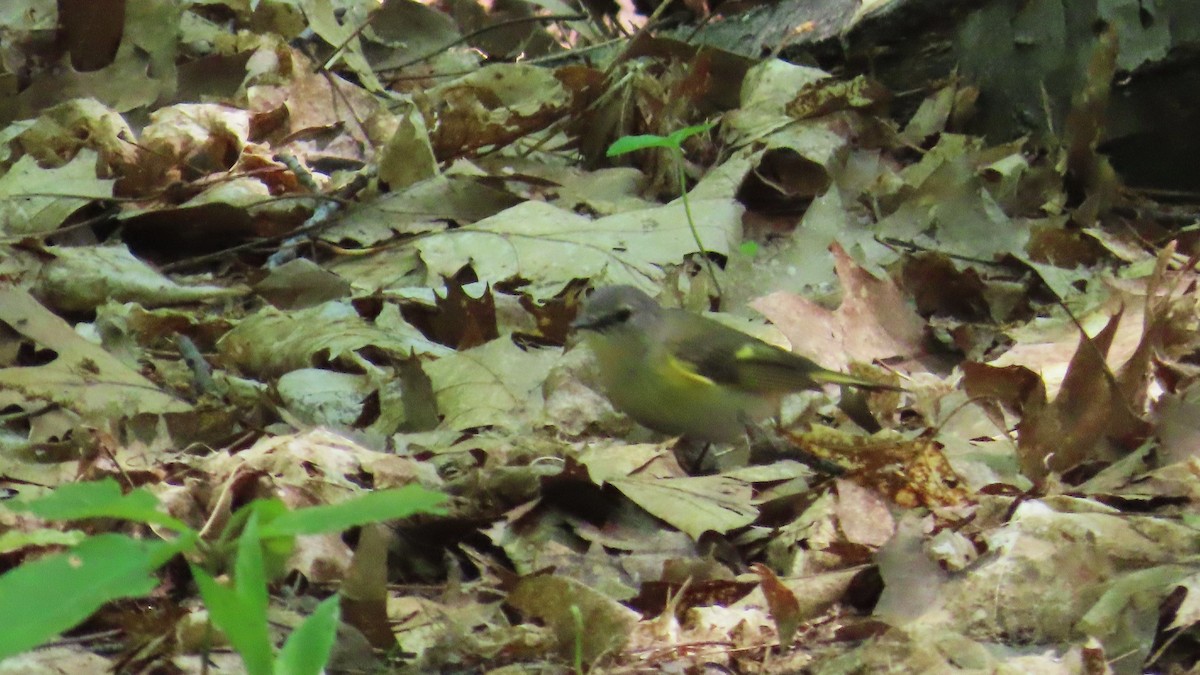 American Redstart - ML637763650