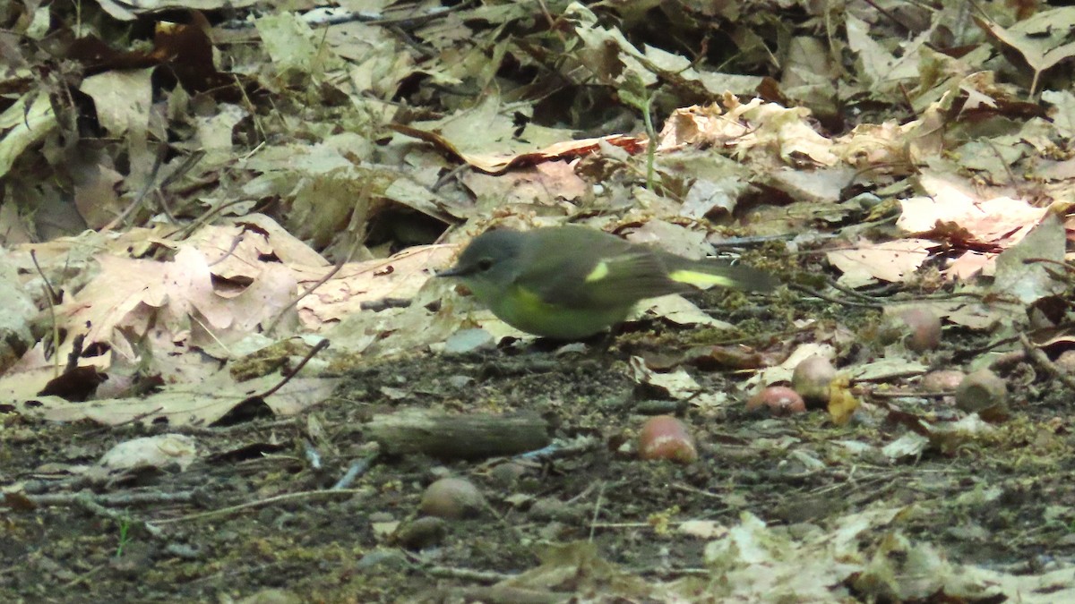American Redstart - ML637763651