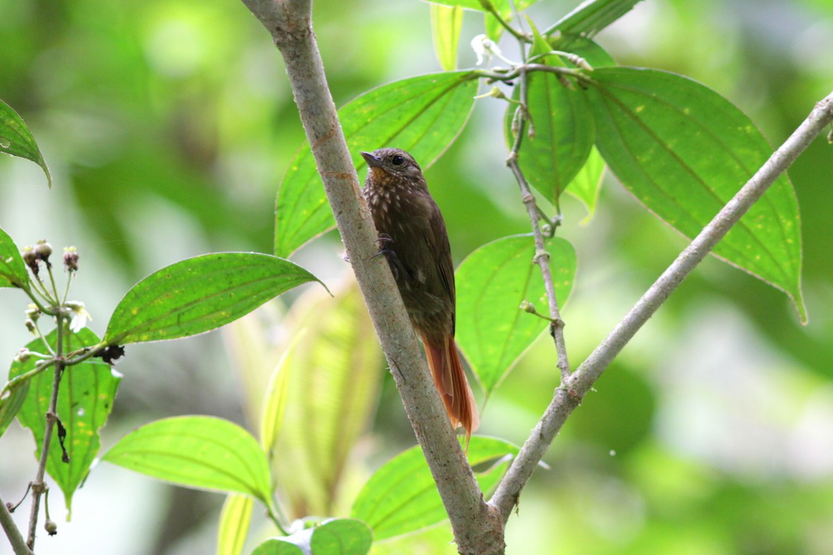 Wedge-billed Woodcreeper - ML637763691