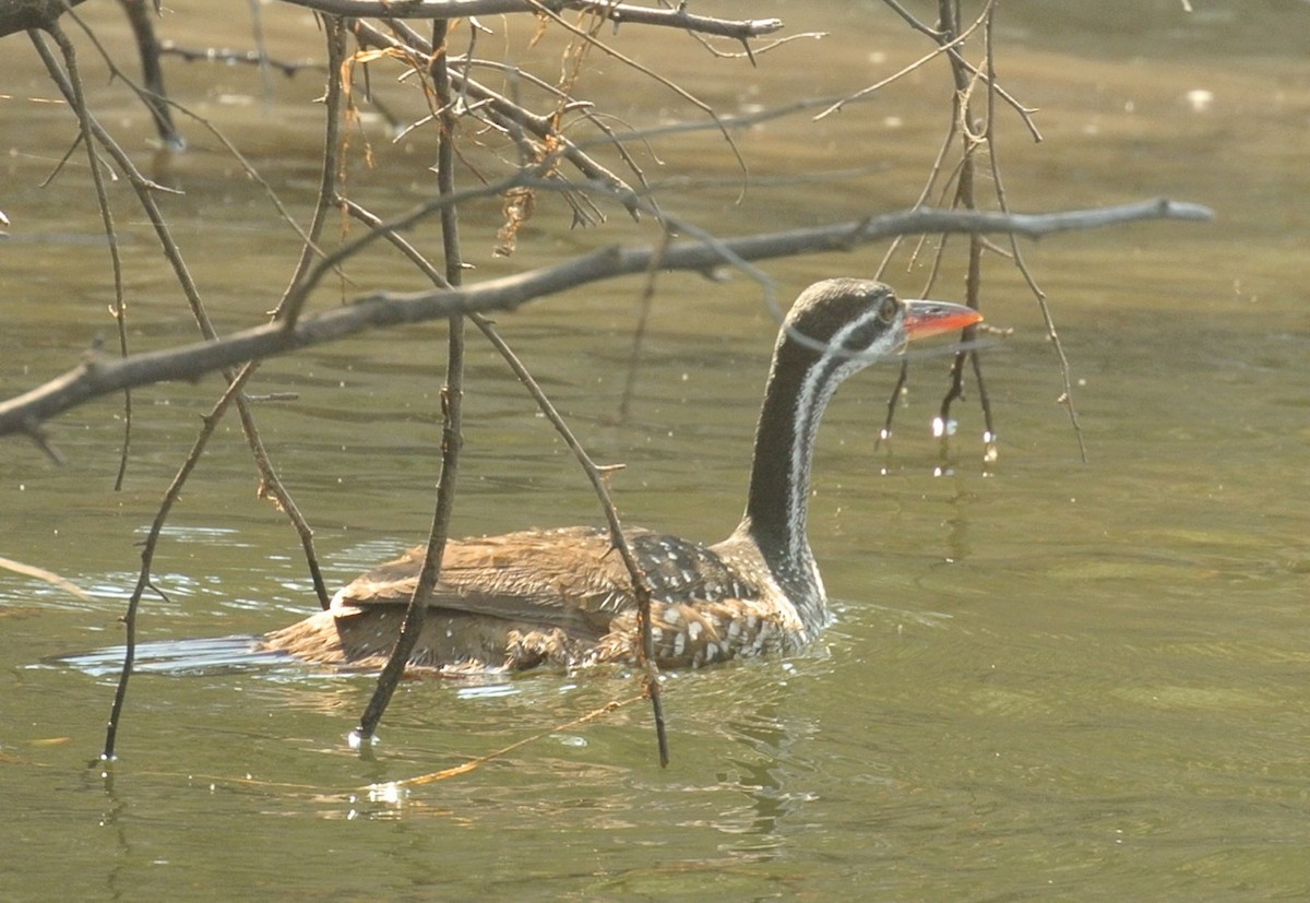 African Finfoot - ML637763704