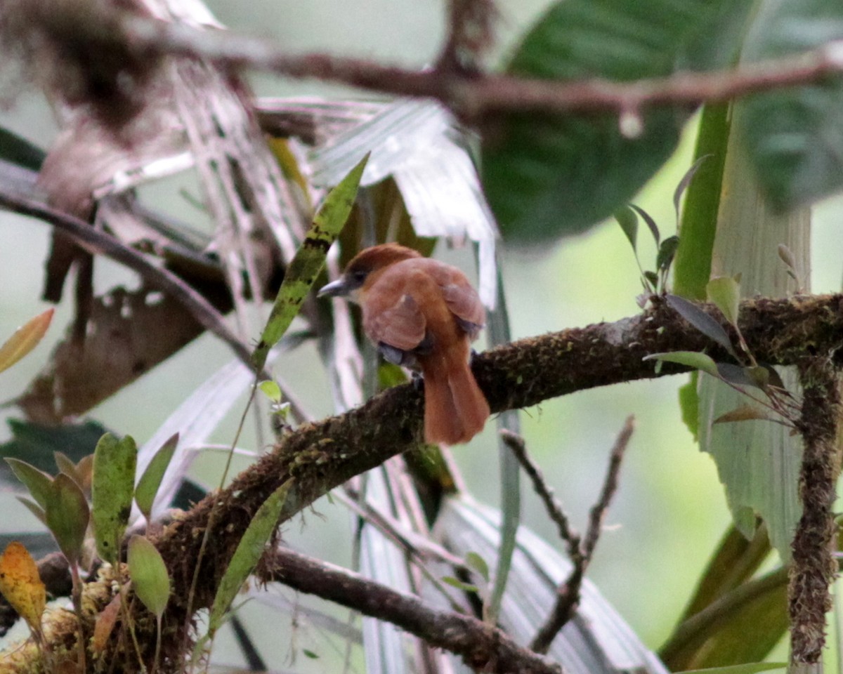 Угольный бекард - ML637763716