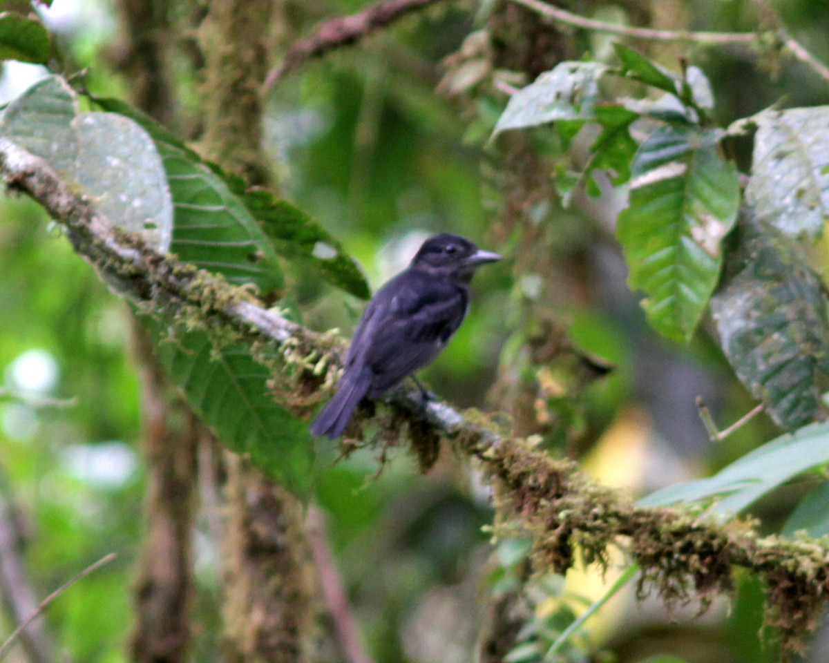 Угольный бекард - ML637763717