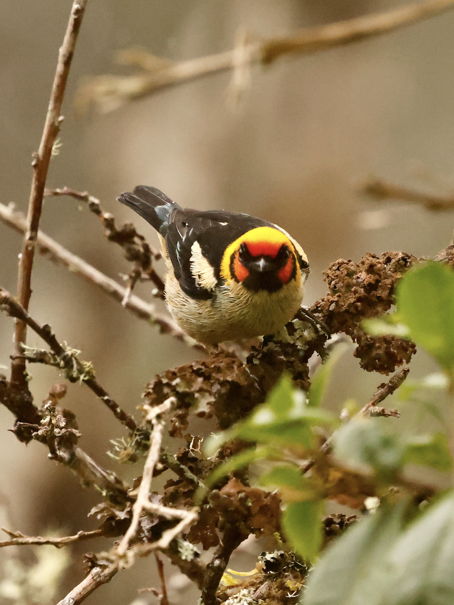 Flame-faced Tanager - ML637763732