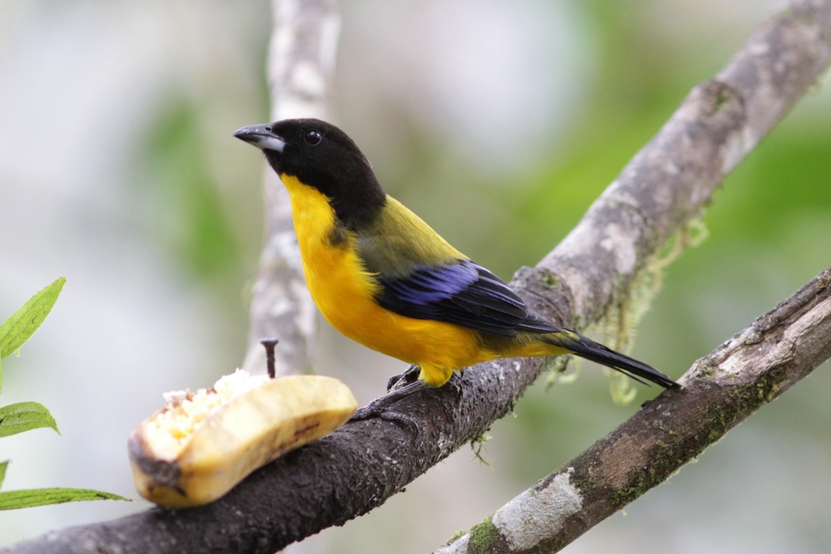 Black-chinned Mountain Tanager - ML637763745