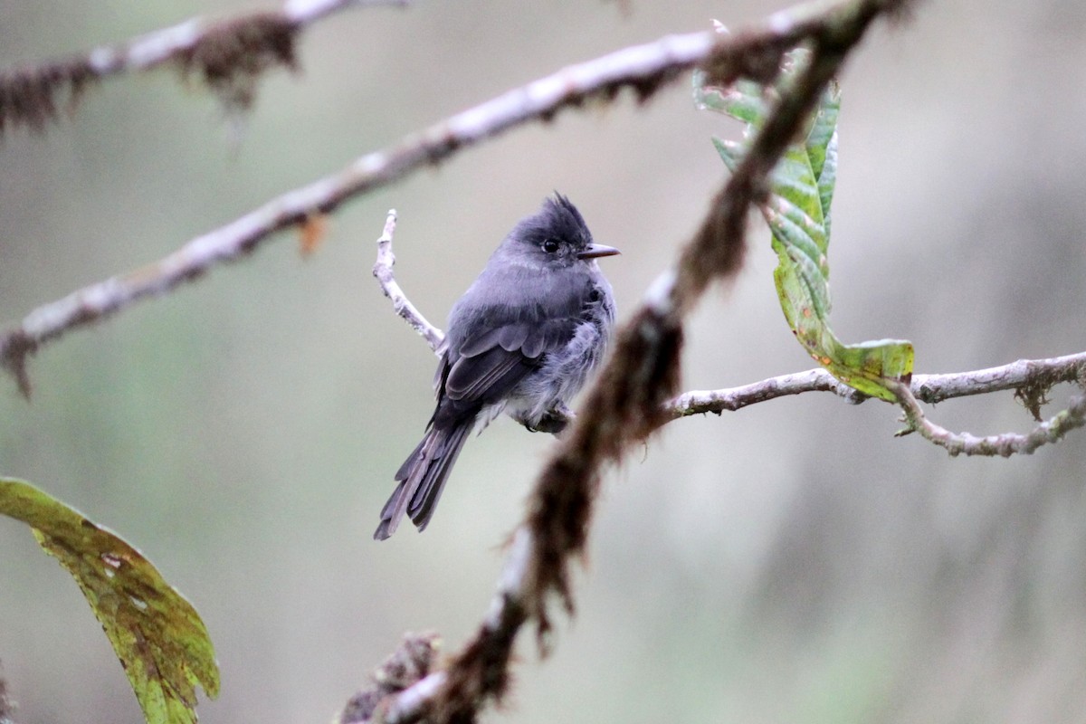 Smoke-colored Pewee - ML637763791