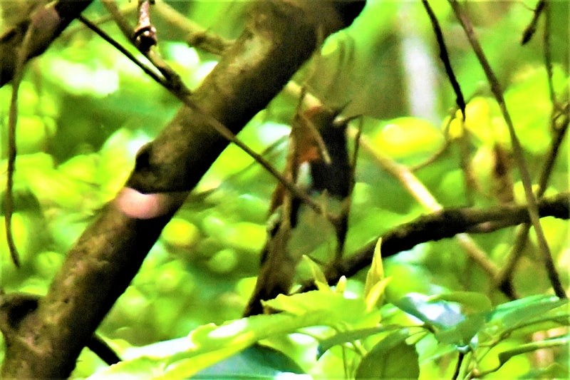 Ryukyu Robin - ML637763823