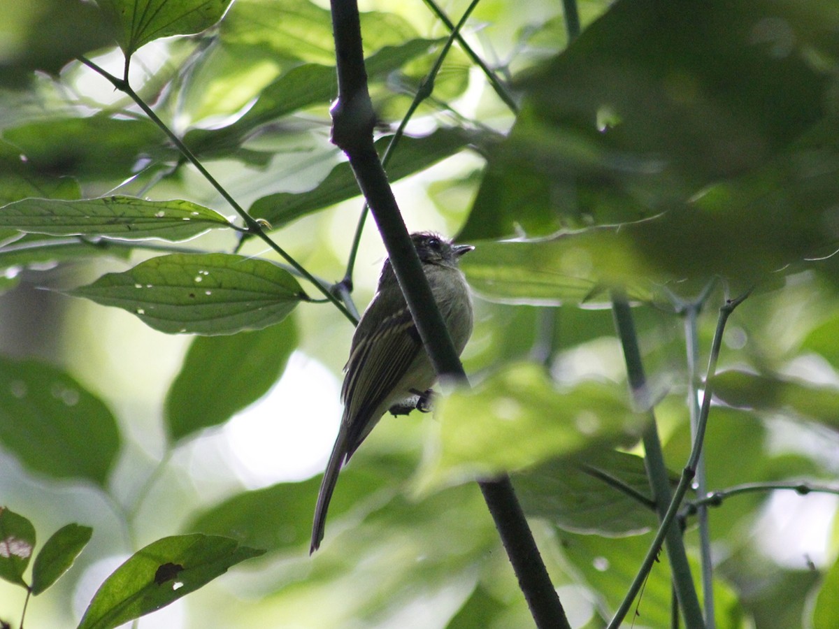 Sepia-capped Flycatcher - ML637763824