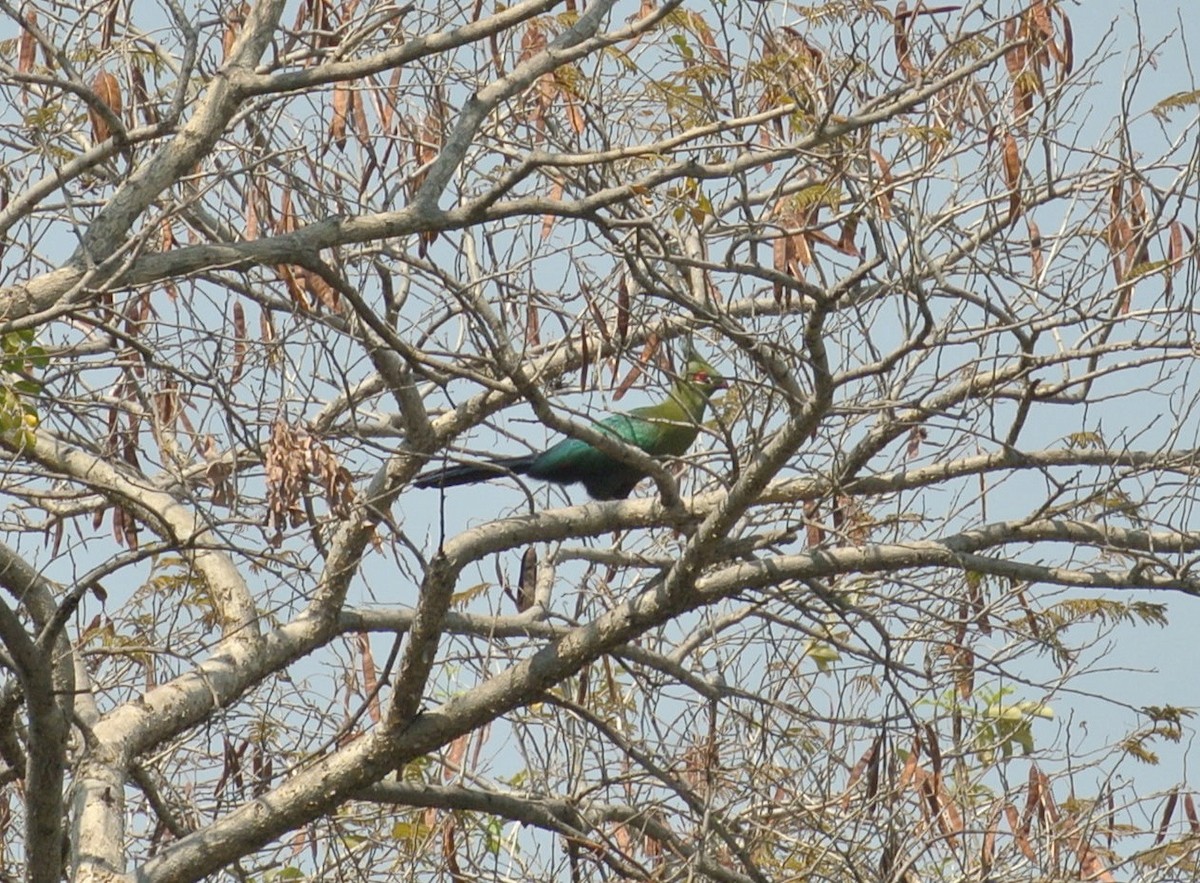 Schalow's Turaco - ML637763833
