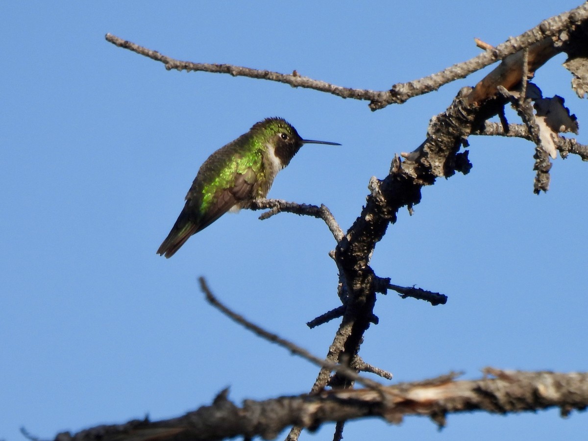 Broad-tailed Hummingbird - ML637763845