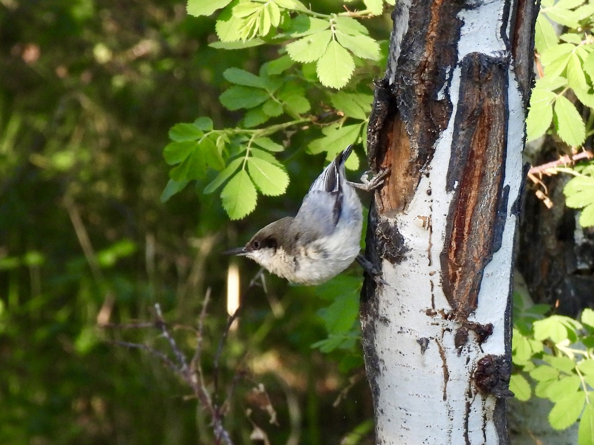 Pygmy Nuthatch - ML637763859