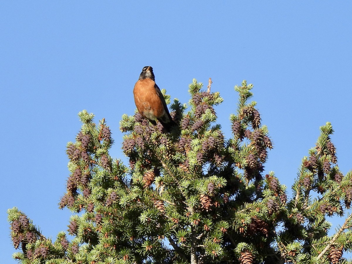 American Robin - ML637763866