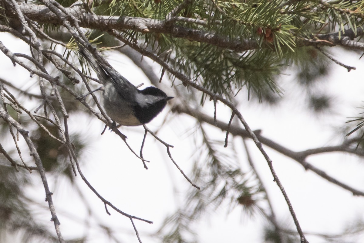 Mexican Chickadee - ML637763875