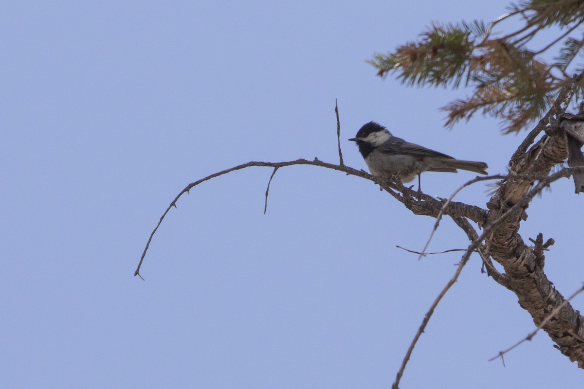 Mexican Chickadee - ML637763876