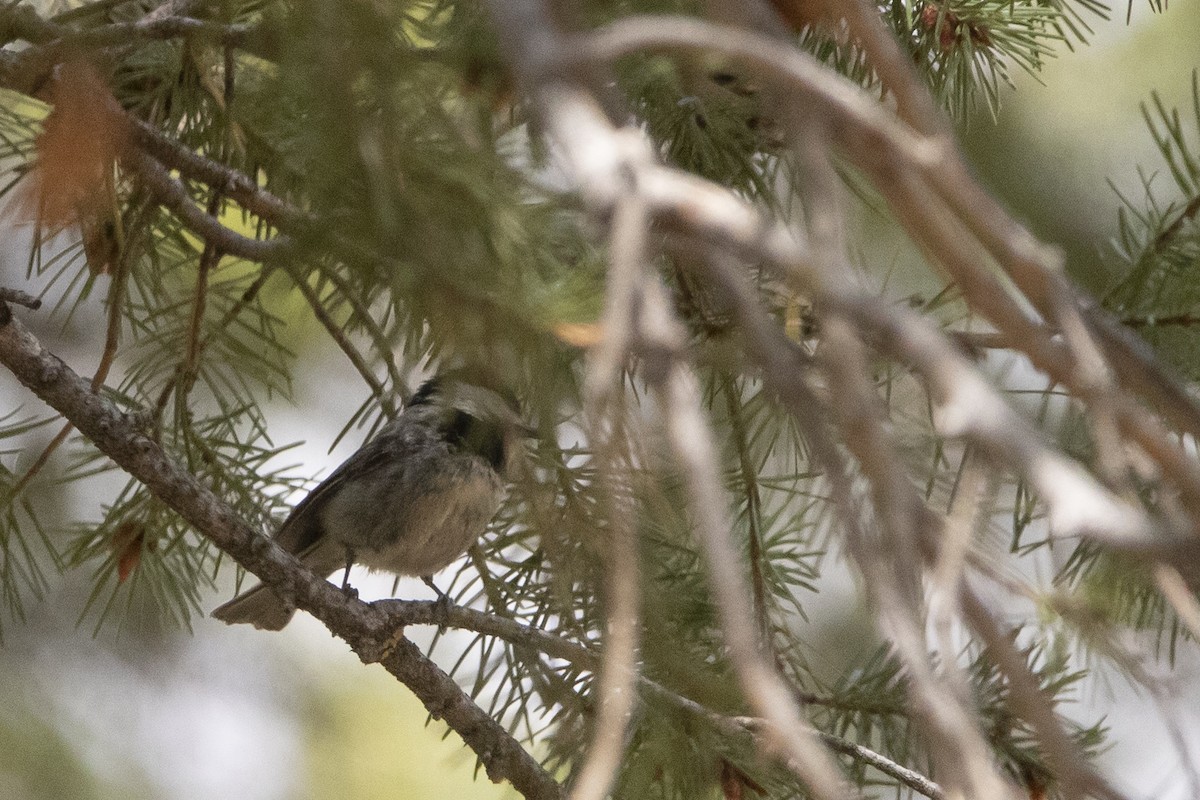 Mexican Chickadee - ML637763877