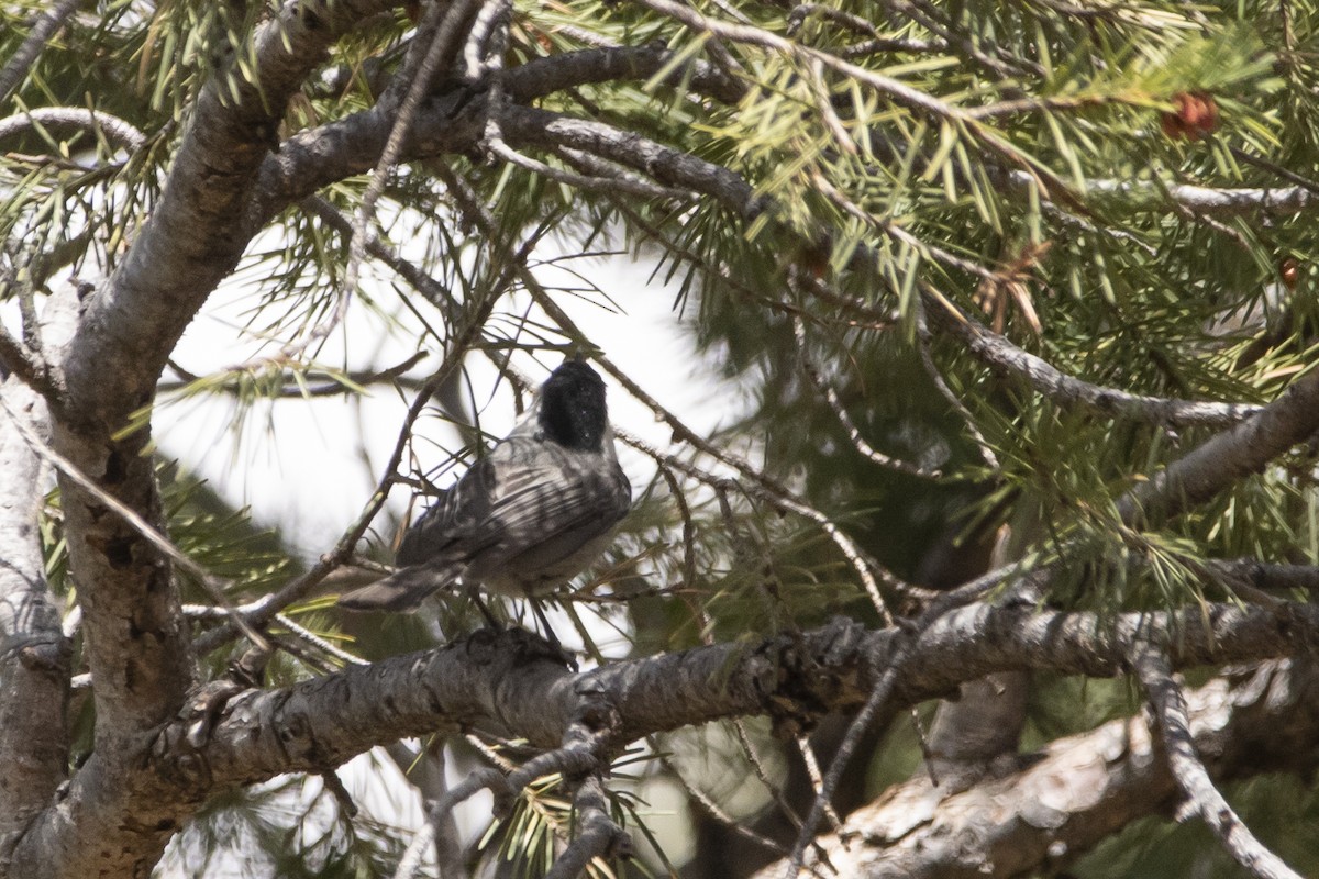 Mexican Chickadee - ML637763879