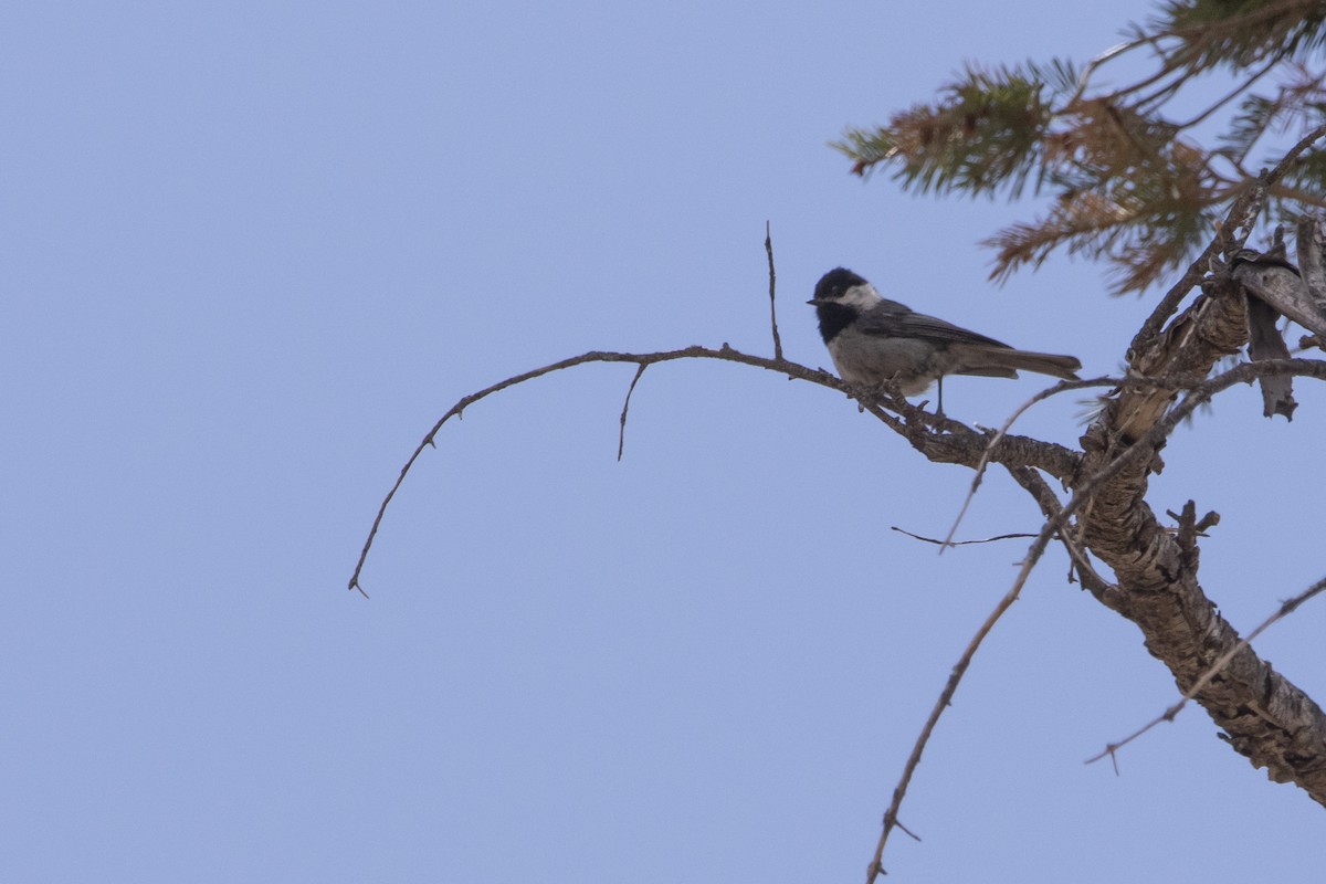 Mexican Chickadee - ML637763880