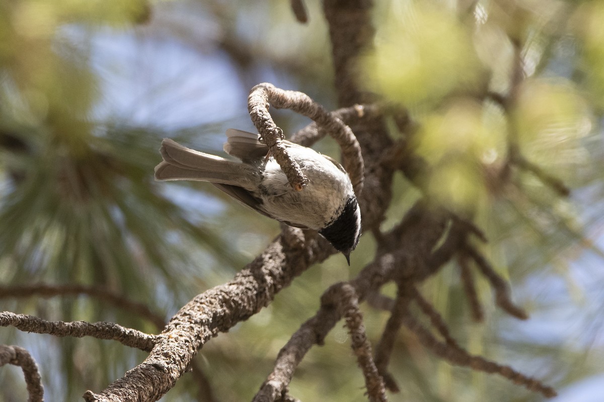 Mexican Chickadee - ML637763882