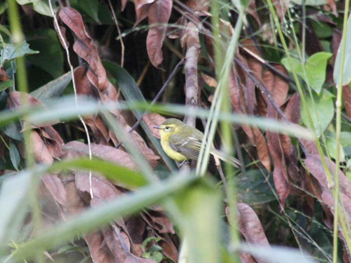 Yellow Tyrannulet - ML637763886