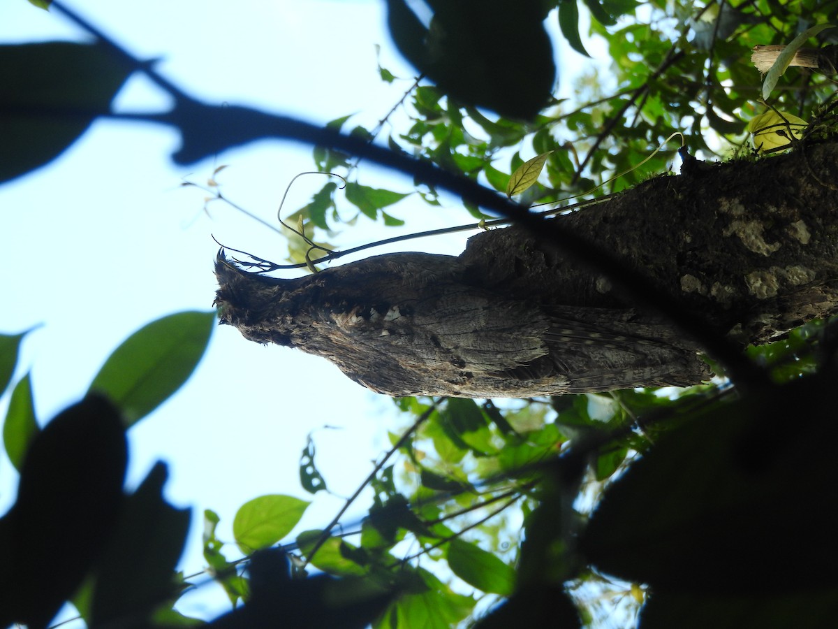 Long-tailed Potoo - ML637763901