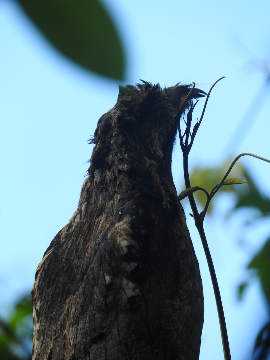 Long-tailed Potoo - ML637763920