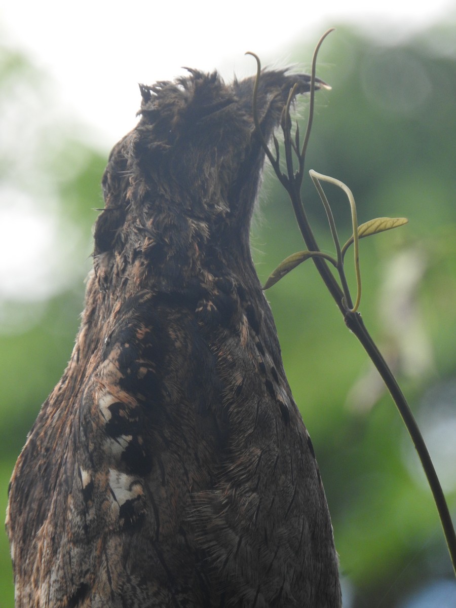 Long-tailed Potoo - ML637763942