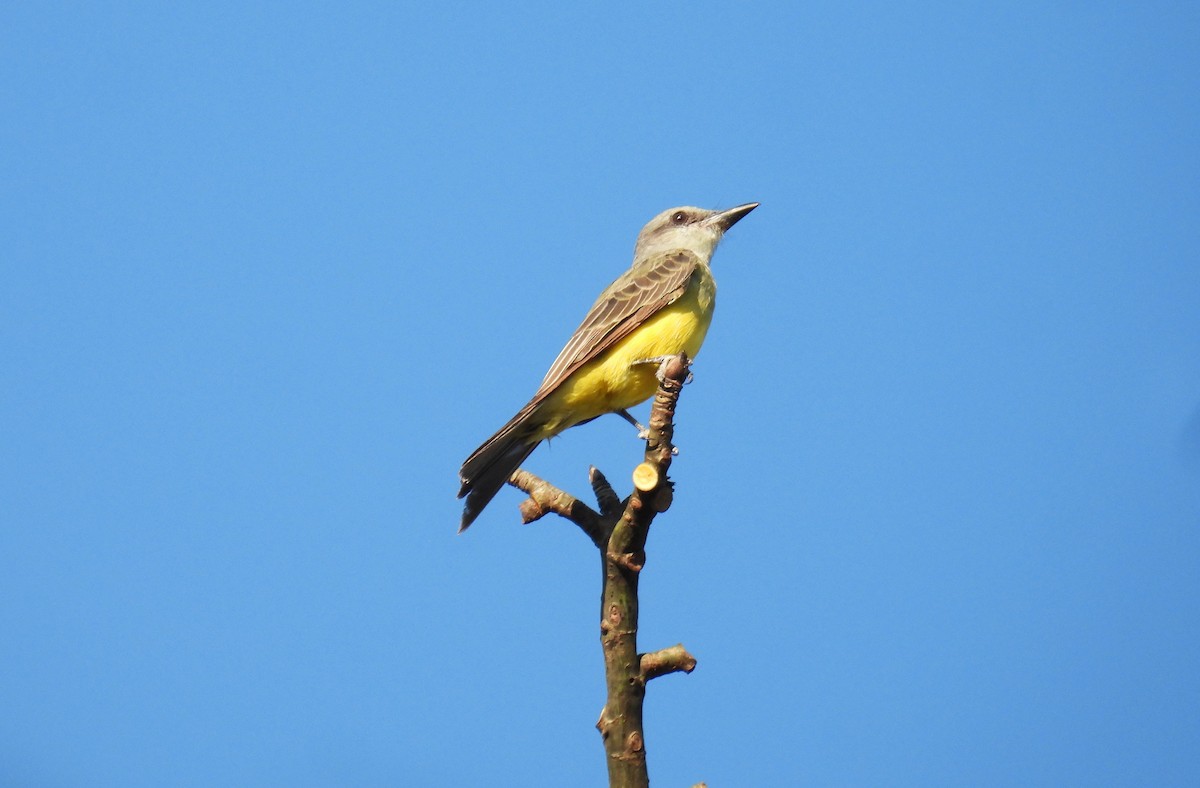 White-throated Kingbird - ML637763949