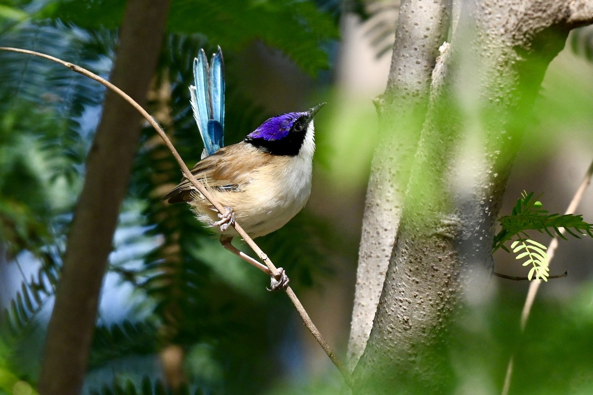 Purple-crowned Fairywren - ML637763950