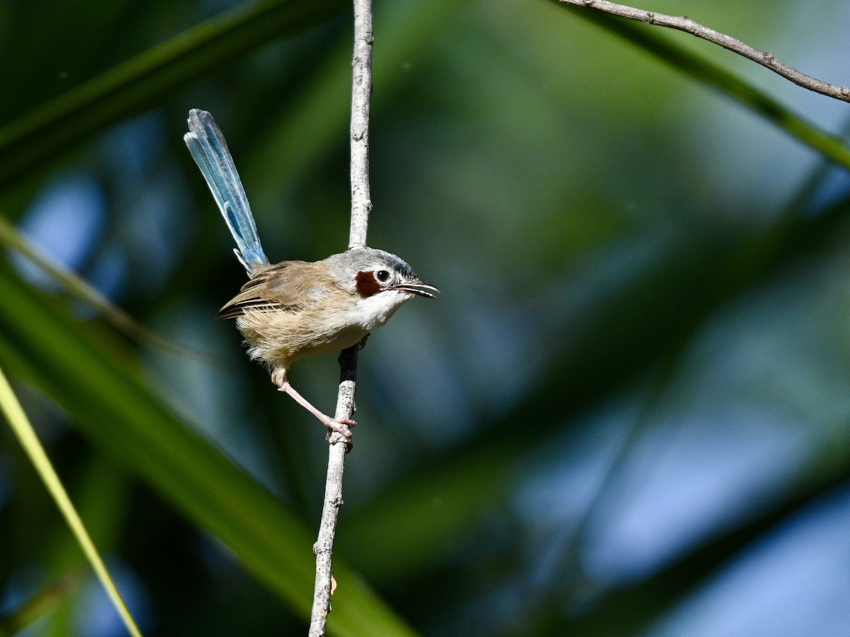 Purple-crowned Fairywren - ML637763951