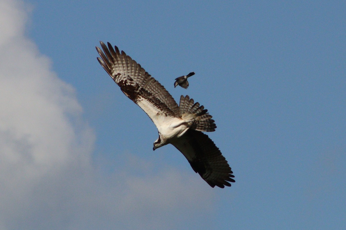 魚鷹(carolinensis) - ML637763957