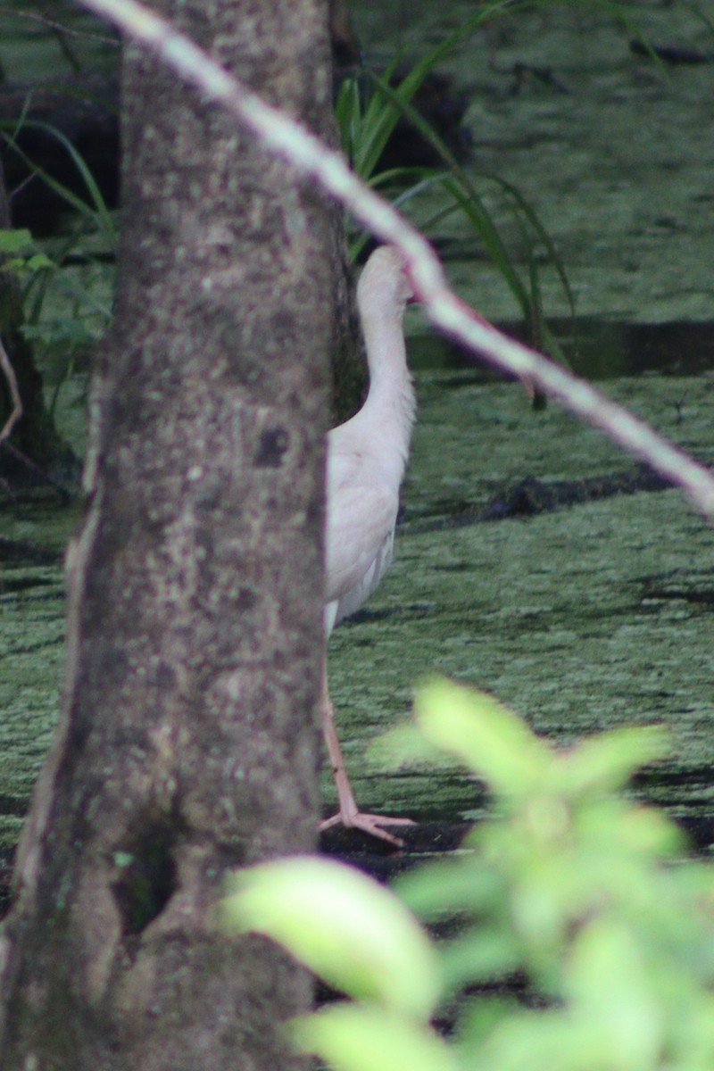 White Ibis - ML637763960