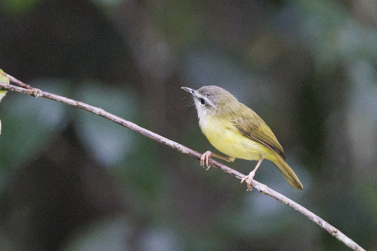 Yellow-bellied Warbler - ML637763964