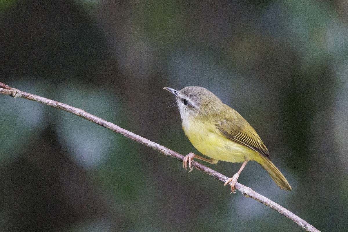 Yellow-bellied Warbler - ML637763969