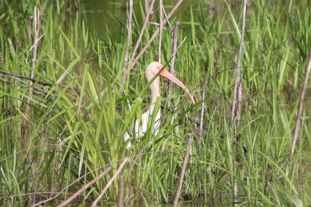 White Ibis - ML637763970