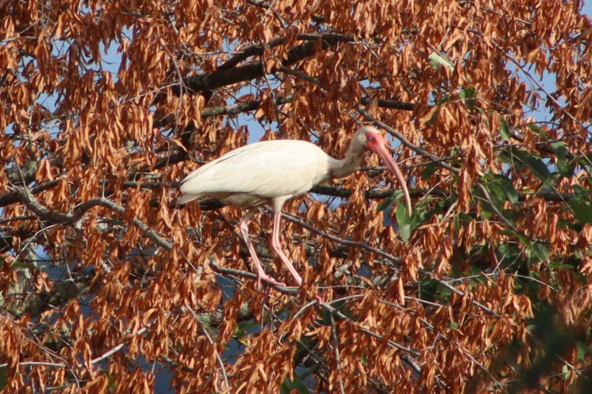 White Ibis - ML637763971