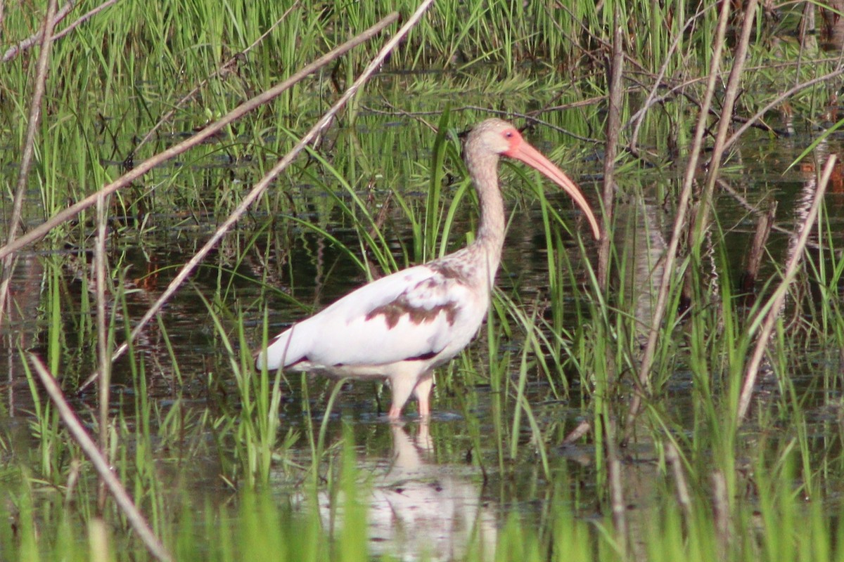 White Ibis - ML637763972