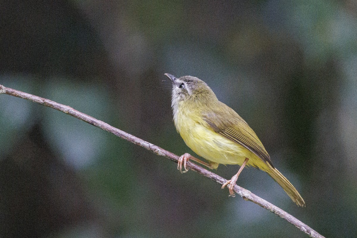 Yellow-bellied Warbler - ML637763977