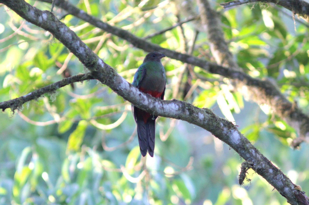 Golden-headed Quetzal - ML637763982