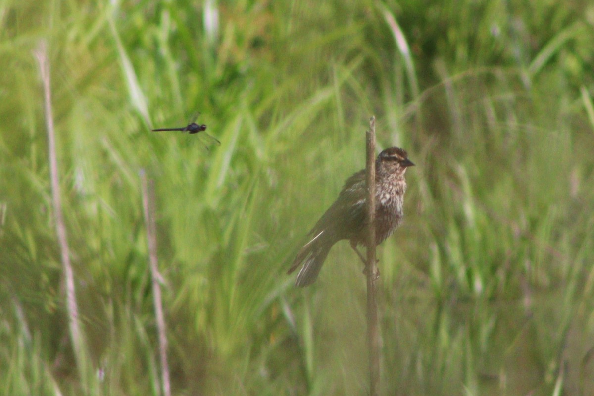 Red-winged Blackbird (Red-winged) - ML637763984