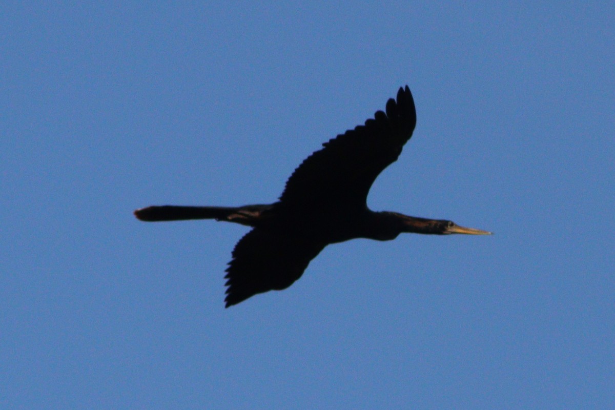 Anhinga - ML637763995